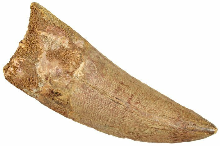 Serrated, Carcharodontosaurus Tooth - Huge Dinosaur Tooth #245417
